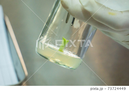 plant tissue culture in the laboratory 73724449