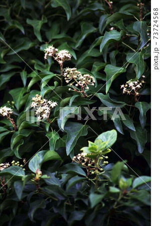 寒中に咲く、キヅタの花 寒中に咲く、キヅタの花 73724568