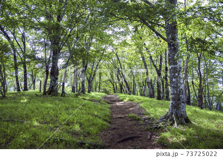 新緑の登山道【鍋割山】鍋割山稜【6月】 73725022