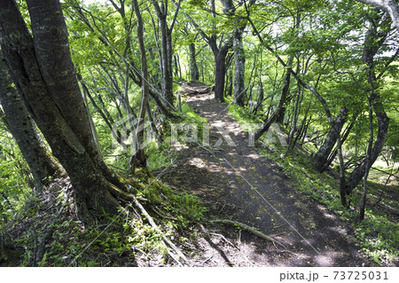新緑の登山道【鍋割山】鍋割山稜【6月】 73725031