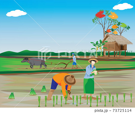 farmer work in paddy field vector design 73725114