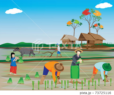 farmer work in paddy field vector design 73725116