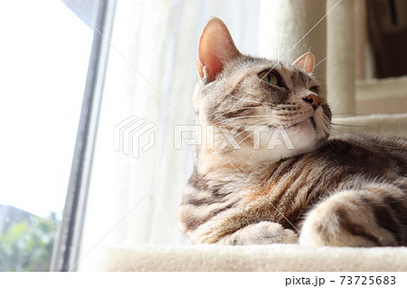窓辺で見上げる美しい猫のアメリカンショートヘアシルバーパッチドタビーの写真素材