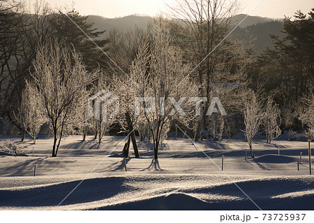 朝日に輝く大楢川沿いの霧氷　長野県白馬村 73725937