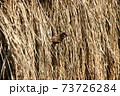 雀のコメ泥棒 73726284