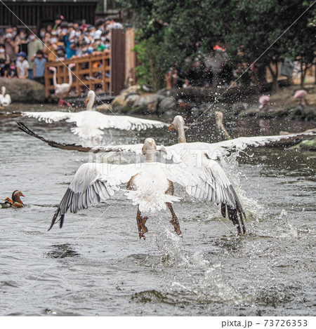 モモイロペリカン 73726353