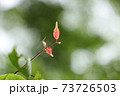赤い小葉 73726503