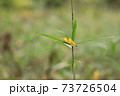 草上の落葉 73726504