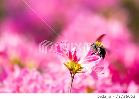 ツツジの花とクマバチ ツツジの花とクマバチ 73726652