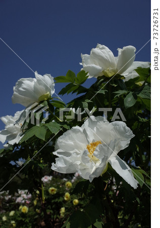 ぼたん（白） 73726731