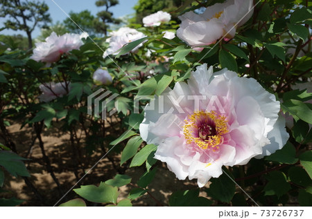 ぼたん（白） 73726737