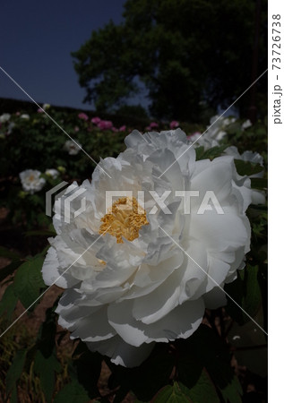 ぼたん（白） 73726738