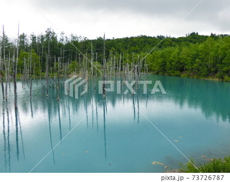 北海道 美瑛町の青い池 北海道 美瑛町の青い池 73726787