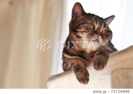 Foto de Funny face angry face cat american short hair.変顔怒り顔猫アメリカンショートヘア do  Stock