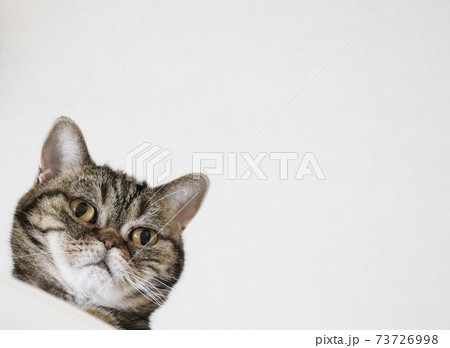 きょとんとした表情の猫のアメリカンショートヘアブラウンタビー 73726998