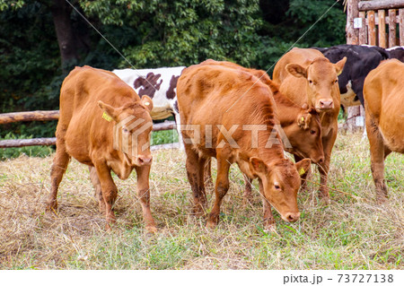 牧場 草原 放牧 73727138