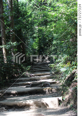 新緑の登山道 新緑の登山道 73727334