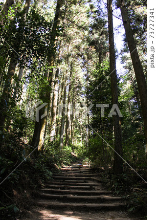 新緑の登山道 新緑の登山道 73727341