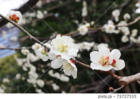 梅の花 白梅 白い梅 73727535