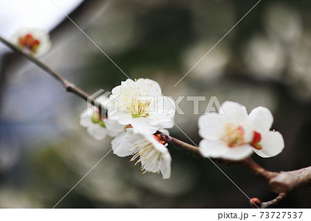 梅の花 白梅 白い梅 73727537