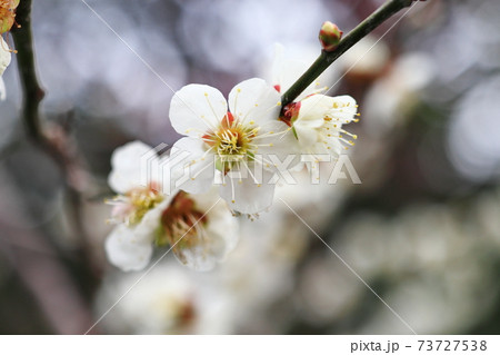 梅の花 白梅 白い梅 73727538