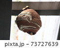 キイロスズメバチの巣 73727639