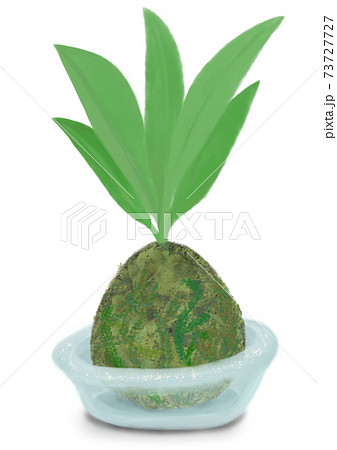 苔玉と観葉植物 涼しげな手作りのガラスの器の飾り Japanese Moss Ballのイラスト素材 苔玉と観葉植物 涼しげな手作りのガラスの器の飾り Japanese Moss Ballのイラスト素材