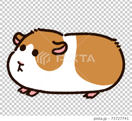 かわいいモルモット 73727741