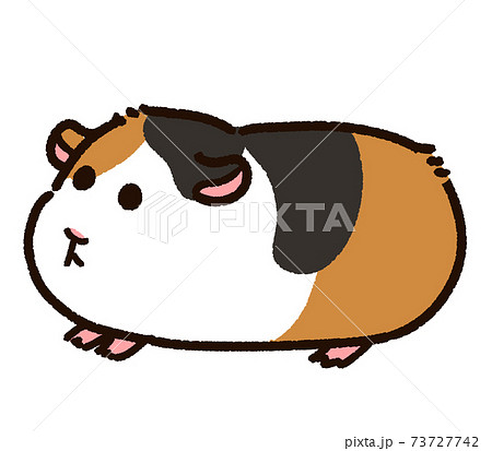 かわいいモルモット　三毛 73727742