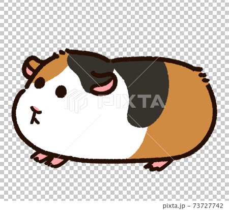 かわいいモルモット　三毛 73727742