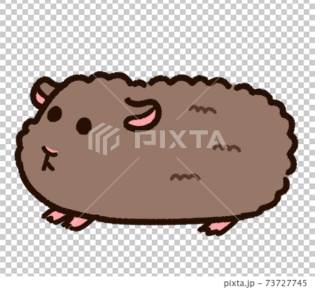 可愛的泰迪豚鼠 73727745