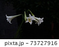 タカサゴユリ 73727916