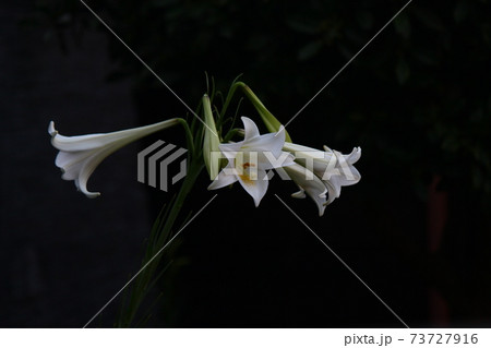 タカサゴユリ 73727916