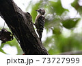 コゲラ 73727999