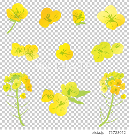 水彩風格油菜花插畫素材 73728052