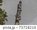 亀の整列 73728210