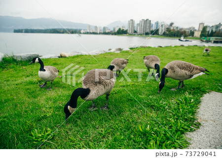 Canada Geese eating from the grass in Concord Community Park in False Creek in Vancouver, British Columbia 73729041
