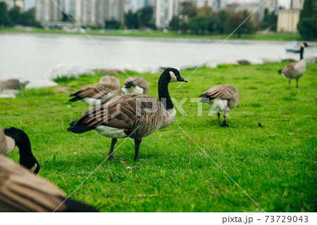 Canada Geese eating from the grass in Concord Community Park in False Creek in Vancouver, British Columbia 73729043