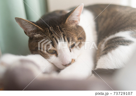 くつろぐ猫　キジトラ猫 73729107