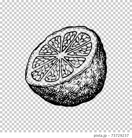 Ink sketch of bergamot orange 73729237