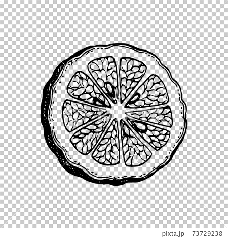 Ink sketch of bergamot orange 73729238