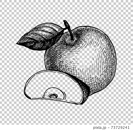 Apple and apple core sketch. Doodle style apple and apple core vector  illustration. | CanStock