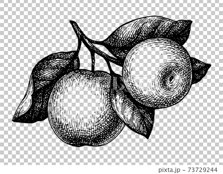 Ink sketch of apple. Ink sketch of apple. 73729244
