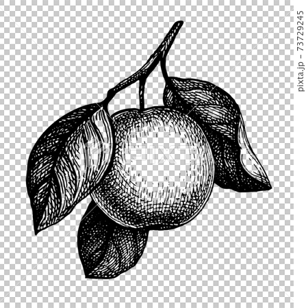 Ink sketch of apple. 73729245