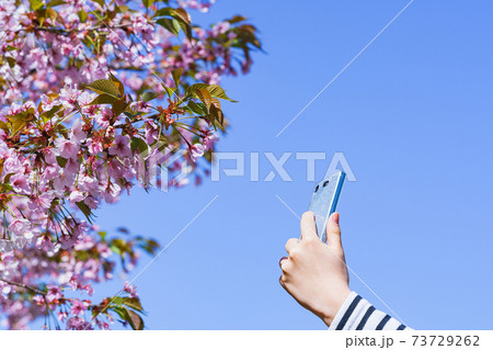 桜をスマホで撮影する 【春 イメージ】 桜をスマホで撮影する 【春 イメージ】 73729262