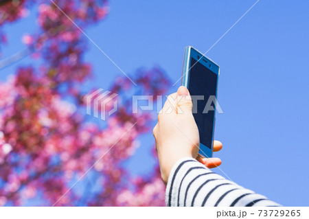 桜をスマホで撮影する 【春 イメージ】 桜をスマホで撮影する 【春 イメージ】 73729265