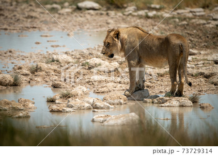 Lion stands looking left on stepping stones Lion stands looking left on stepping stones 73729314