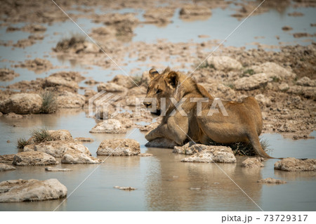 Lion lies on stepping stones looking left 73729317