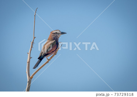 Lilac-breasted roller on branch under blue sky 73729318
