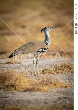 Kori bustard stands in rocky salt pan Kori bustard stands in rocky salt pan 73729324